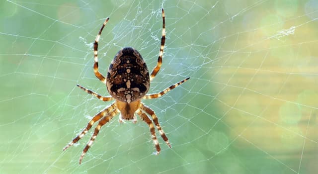 Natuur Trivia Vraag: Wat helpt spinnen om geluiden te detecteren?