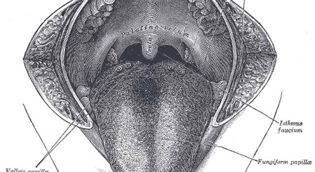 Wissenschaft Wissensfrage: Unter dem Begriff Glossitis versteht man die Erkrankungen welches Organs?