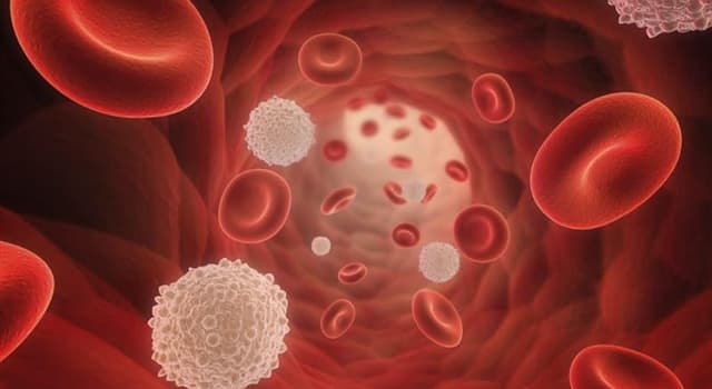 Wissenschaft Wissensfrage: Was gibt unserem Blut die rote Farbe?