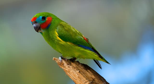Nature Trivia Question: What birds are the closest relatives of the fig parrots?