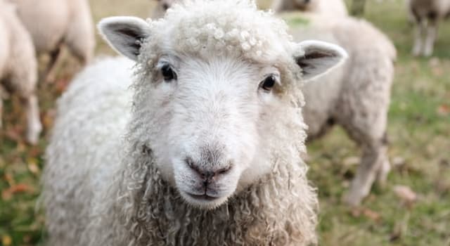 Nature Trivia Question: What is a female sheep called?