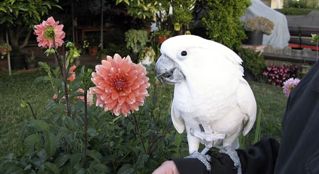 Natuur Trivia Vraag: Wat is het meest onderscheidend kenmerk van papegaaien die tot de kaketoe familie behoren?