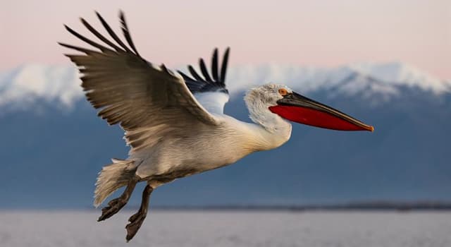 Natuur Trivia Vraag: Hoe heet deze vogel die ook wordt beschouwd als een levend fossiel?