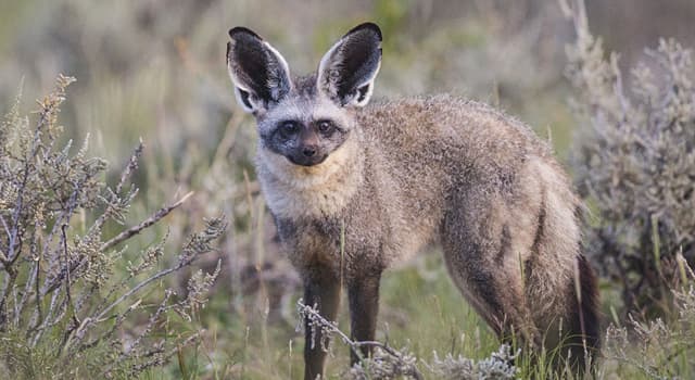 Natuur Trivia Vraag: Wat is de naam van deze soort vos?