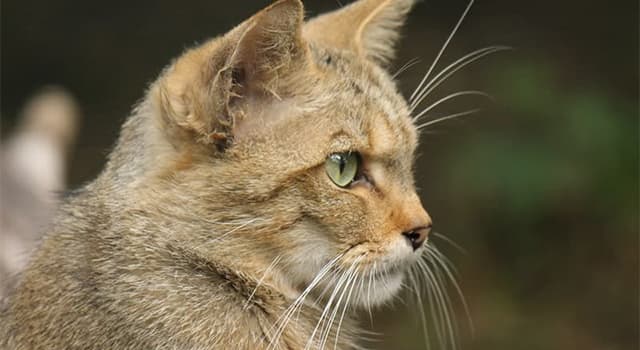 Nature Question: Quand et où le chat domestique a-t-il été domestiqué pour la première fois ?