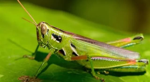Nature Trivia Question: Where are the ears of grasshopper located?