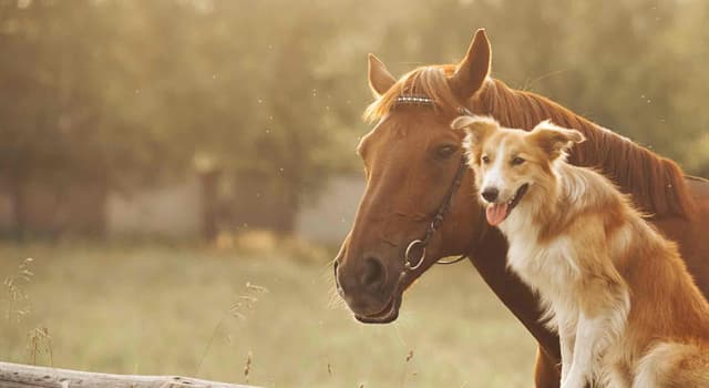 Natuur Trivia Vraag: Welke van deze dieren leven het langst?