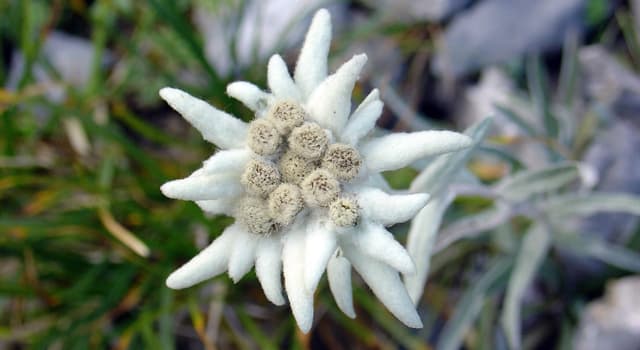 Natuur Trivia Vraag: Welke bloem is te zien op te foto?