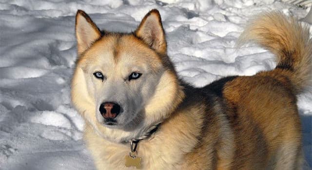 Cultuur Trivia Vraag: Welke inheemse bevolking fokte oorspronkelijk de Siberische Husky?