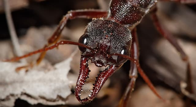 Natuur Trivia Vraag: Welke van deze vormen de grootste en meest gevarieerde geleedpotigengroep?