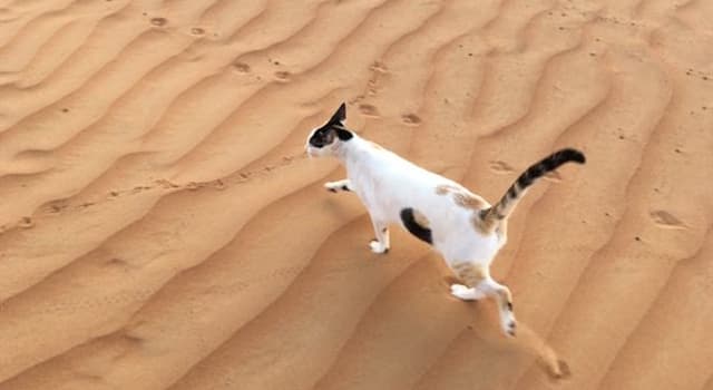 Natuur Trivia Vraag: Welke van deze is de enige kat die voornamelijk in woestijnen leeft?