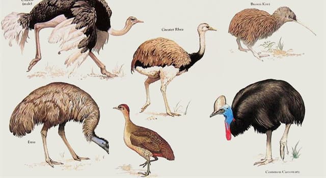 Nature Trivia Question: Which of these is the smallest extant flightless bird in the world?