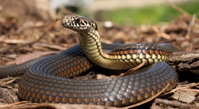 Natuur Trivia Vraag: Welke van deze slangen zijn giftig?