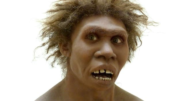 Science Trivia Question: Which species is mostly considered either an early form or an African variety of Homo erectus?