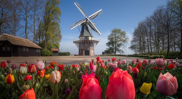 Geschiedenis Trivia Vraag: In welk jaar stortten de hoge contractprijzen voor de Nederlandse tulpenbollen plotseling in?