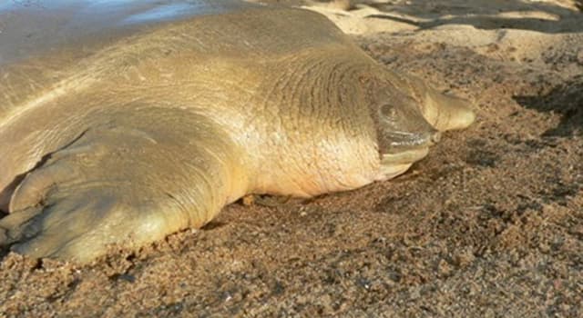 Natuur Trivia Vraag: Welke schildpad is de zeldzaamste schildpad ter wereld?