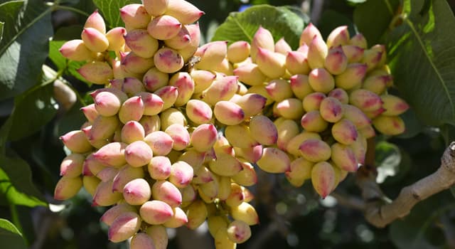 Natuur Trivia Vraag: Zaden van welke plant staat op de foto?