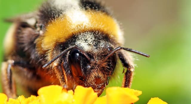 Naturaleza Pregunta Trivia: ¿Por qué los abejorros pican las plantas?