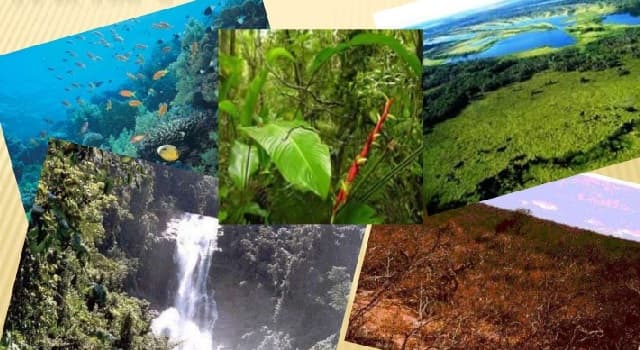 Naturaleza Pregunta Trivia: ¿Qué es un bioma?
