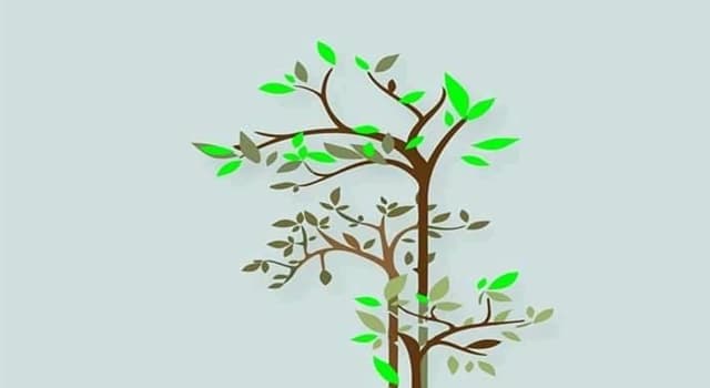 Doğa Trivia Sorusu: Diatomların işlevi nedir?