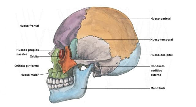 Сiencia Pregunta Trivia: ¿Qué orificio del hueso occipital comunica el cráneo con la columna vertebral?