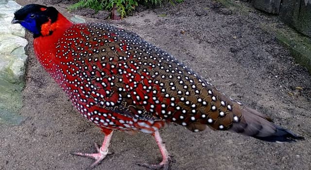 natura Pytanie-Ciekawostka: Do której rodziny ptaków należy Tragopan czerwony?