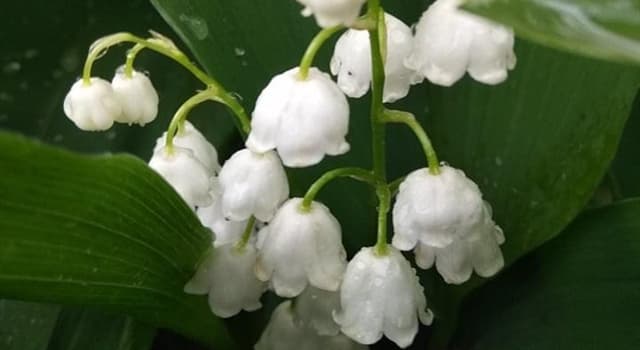 Nature Trivia Question: The Lily of the valley flower is also known by which other common name?