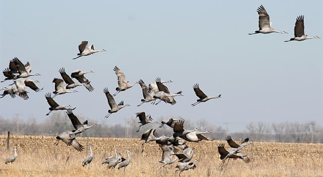 Wetenschap Trivia Vraag: Welke tak van biologie is gewijd aan de studie van vogels?