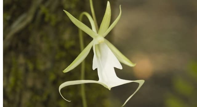 Natuur Trivia Vraag: Wat is de naam van deze bedreigde bloem?