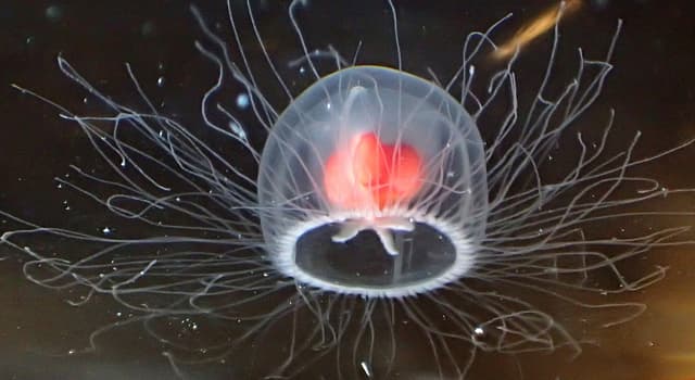 Turritopsis dohrnii фото