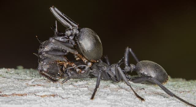 Nature Trivia Question: Where do gliding ants live?