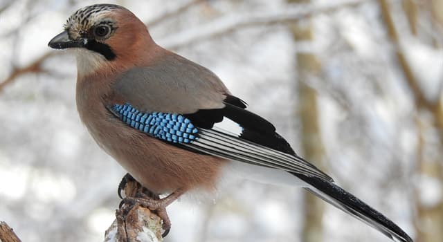 Natuur Trivia Vraag: Welke vogel staat op de foto?