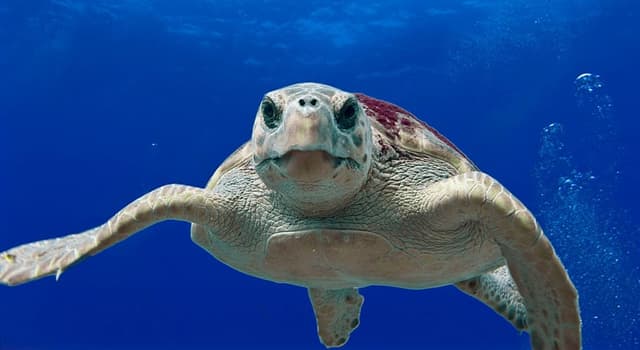 Natuur Trivia Vraag: Welke van deze is 's werelds grootste schildpad met een harde schild?