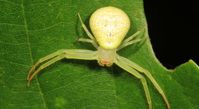 Science Trivia Question: Which spider species is in the picture?