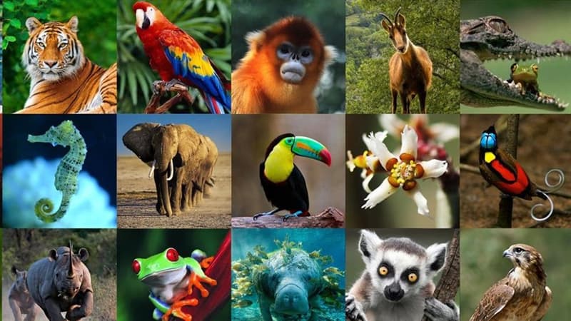 Naturaleza Pregunta Trivia: ¿A qué animales incluye la familia de los suidos?