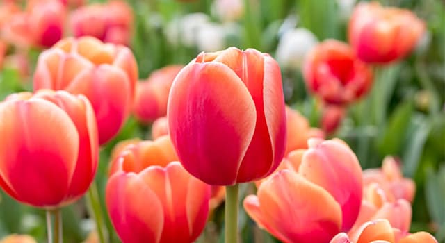 Naturaleza Pregunta Trivia: ¿De qué país es originario el tulipán?