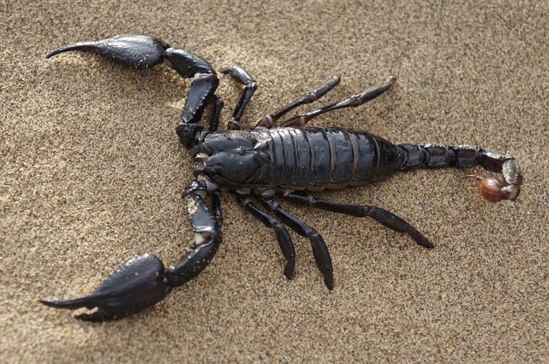 Natuur Trivia Vraag: Hoeveel poten hebben schorpioenen?