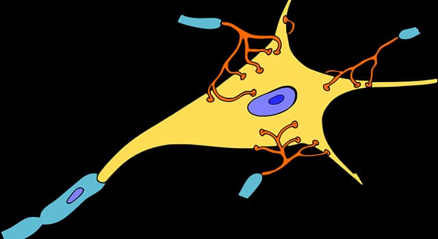 Наука Вопрос: Как называются нейроны, передающие импульсы к мышце и обеспечивающие поддержание мышечного тонуса?