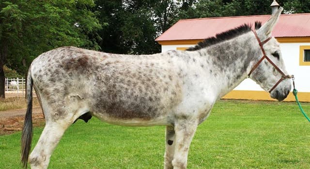 Naturaleza Pregunta Trivia: ¿Qué raza de burro es el de la imagen?