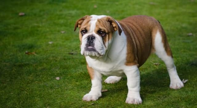 Doğa Trivia Sorusu: Resimdeki köpek hangi cinstir?