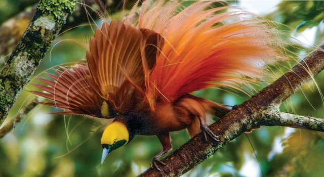 Quri Llajlliri ~ { Carpintería y Herrería } The-raggiana-bird-of-paradise-is-the-national-bird-of-which-country