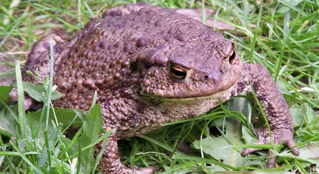 Nature Question: Que désigne le nom latin « bufo bufo » ?