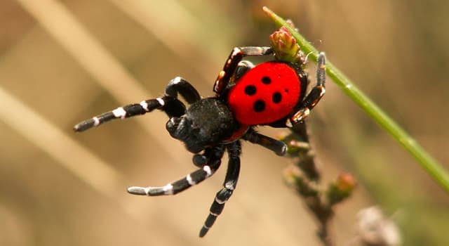 Natuur Trivia Vraag: Wat is de algemene naam van deze spin?