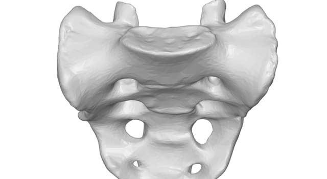 Wetenschap Trivia Vraag: Wat is de driehoekige botstructuur aan de onderkant van de wervelkolom?