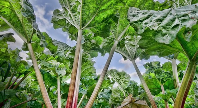 Natuur Trivia Vraag: Bij welk eetbaar gewas groeit de bladsteel of stengel rechtstreeks uit de ondergrondse horizontale stengel?