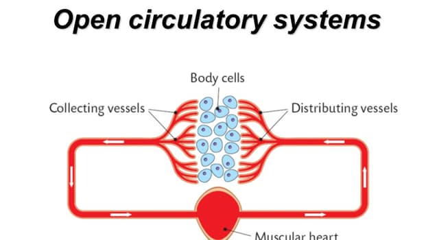 Science Trivia Question: Which one of the following has an open circulatory system?