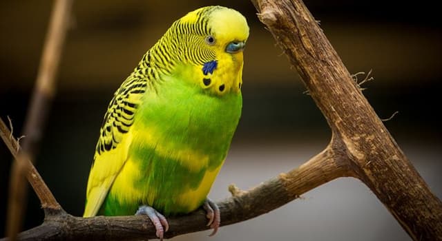 Natuur Trivia Vraag: Een "parakeet" is een Amerikaans-Engelse term voor de vogel die op de foto staat, maar hoe heet hij ook?