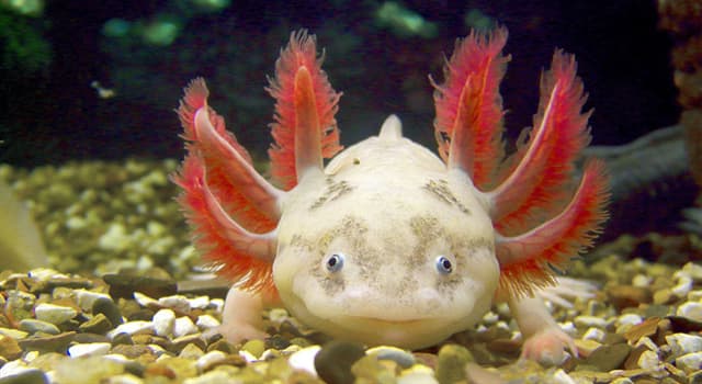 natura Pytanie-Ciekawostka: Axlotl (Abysoma Meksykańska) jest: