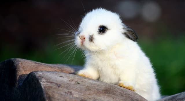 Natuur Trivia Vraag: Hoe heet een baby konijntje?