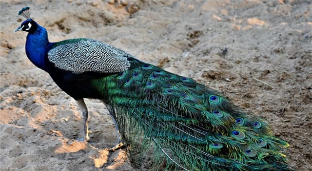 Cultuur Trivia Vraag: De pauw is niet alleen de nationale vogel van India, maar ook een symbool in welke religie?